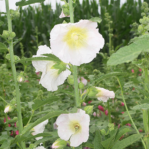 Althaea-Rosea-Hollyhock-Seeds