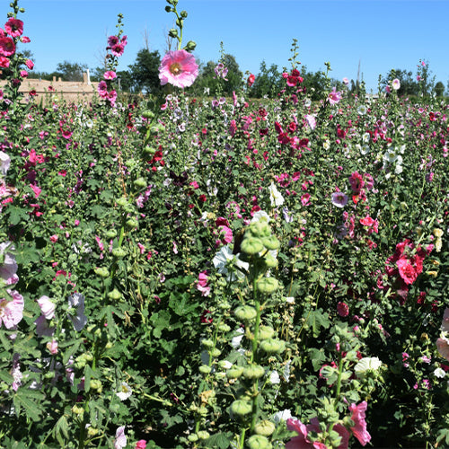Althaea-Rosea-Hollyhock-Seeds