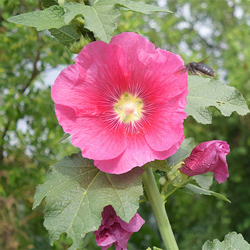 Althaea-Rosea-Hollyhock-Seeds