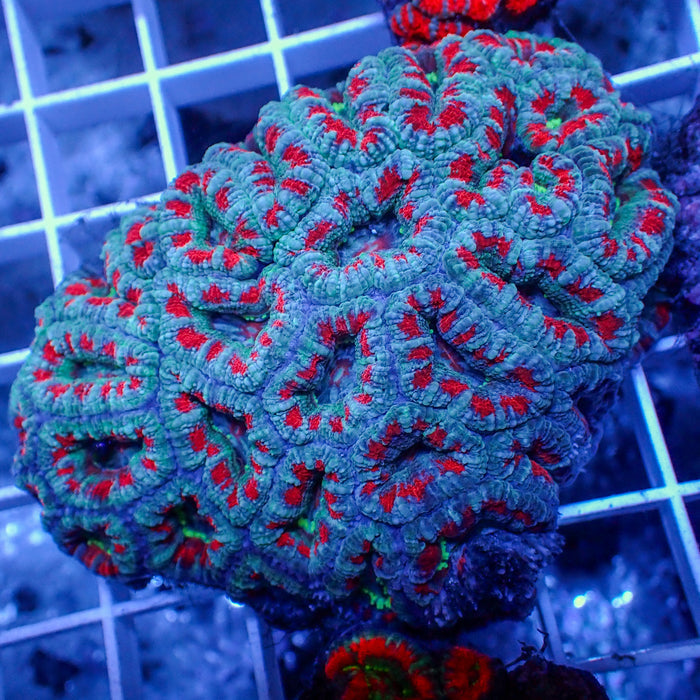 aussie frostbite acans 2