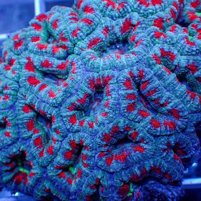 aussie frostbite acans 3