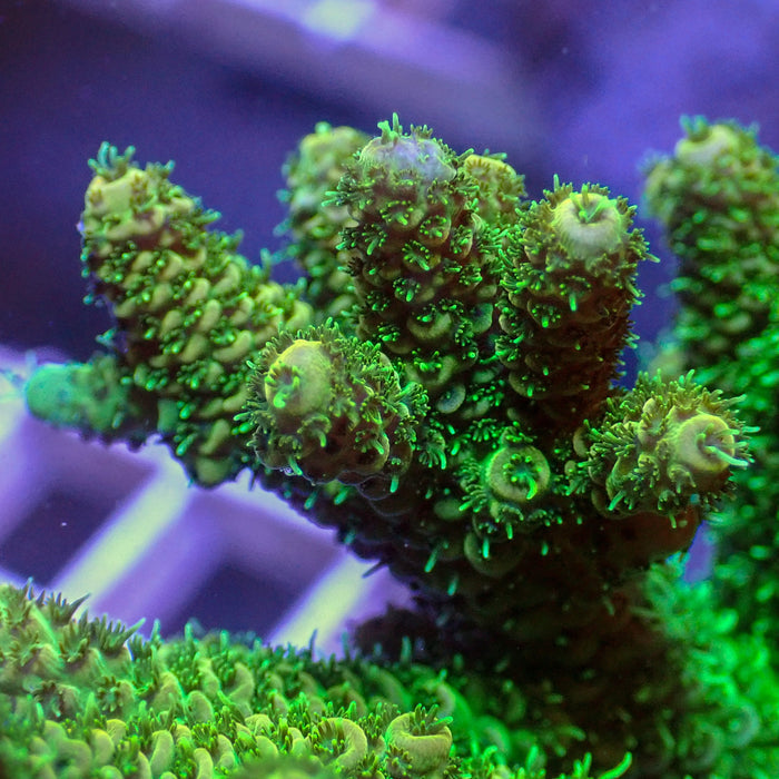 Aussie Neon Green Acropora (1” frag) - Corals Anonymous