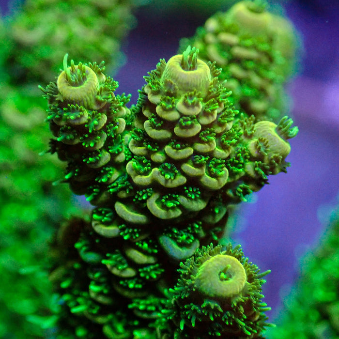 Aussie Neon Green Acropora (1” frag) - Corals Anonymous