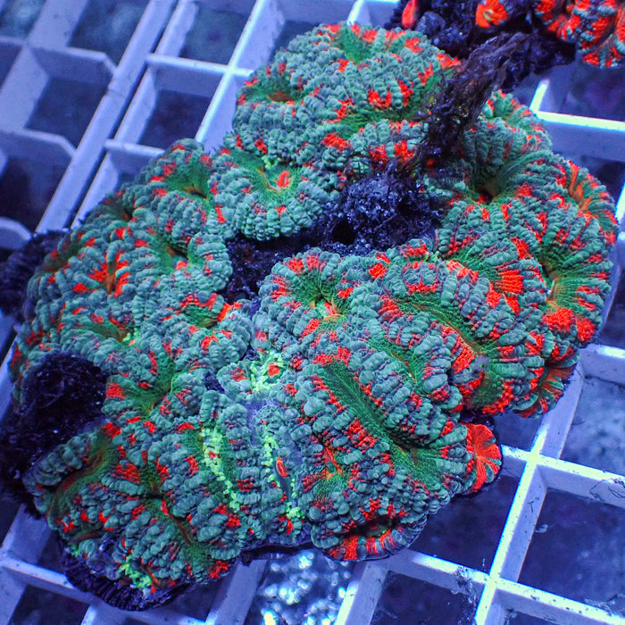 aussie rainbow atlantis acans 2
