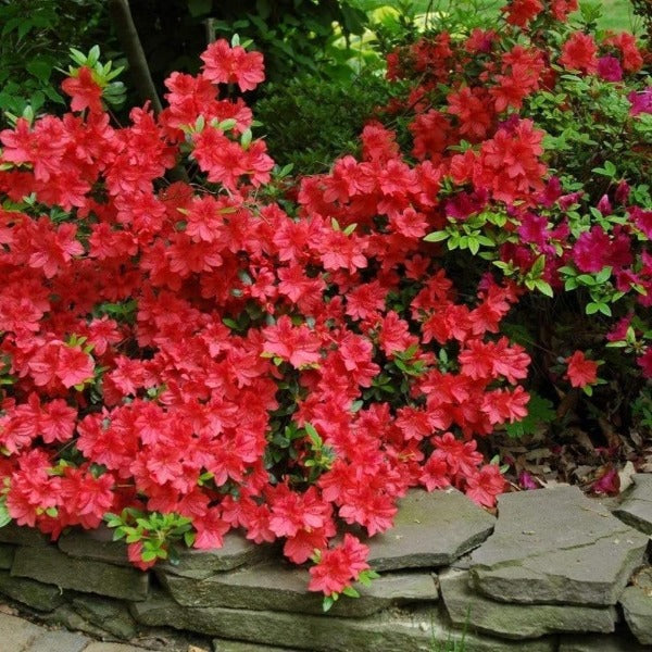 Azalea Buccaneer evergreen shrub in full bloom with bright red flowers in the garden