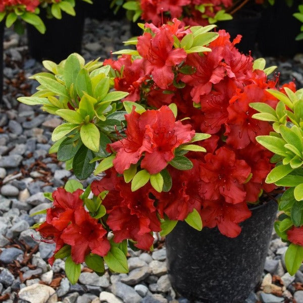 Azalea Buccaneer shrub with scarlet red flowers and evergreen foliage