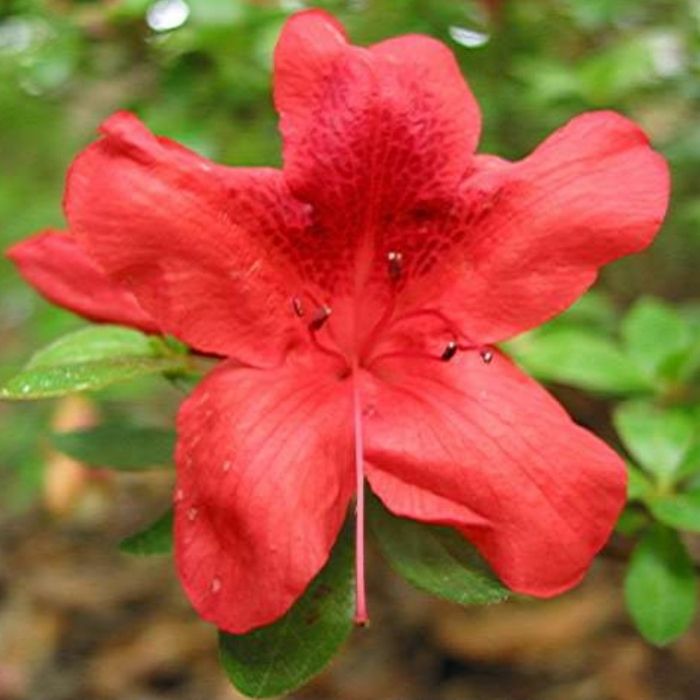 Close up of Azalea Buccaneer scarlet red flower with evergreen background