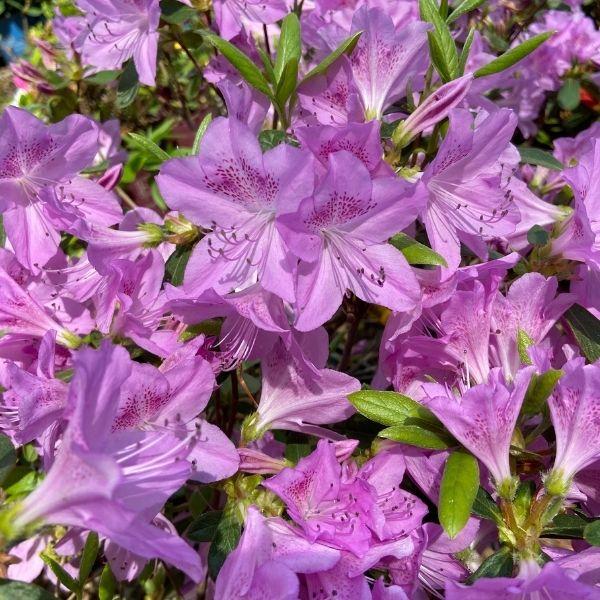 vibrant purple blooms of azalea mildred mae with dark spots