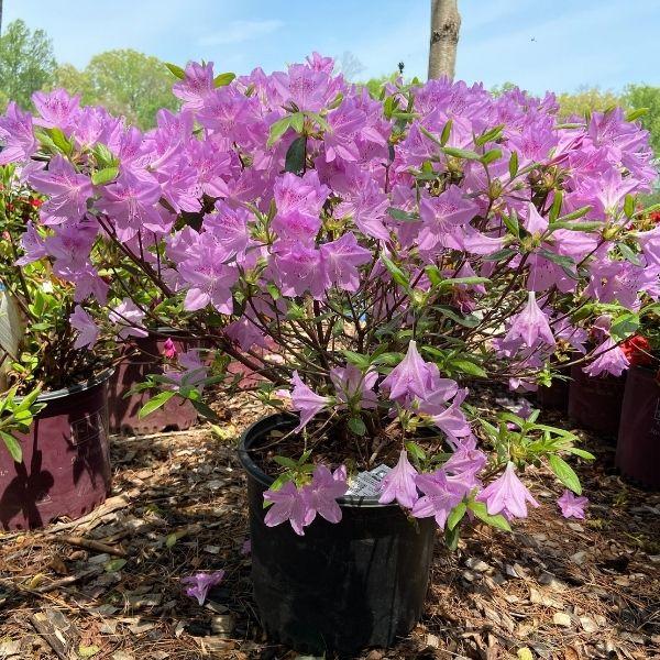 spring blooming mildred mae azalea shrub with bright purple blooms
