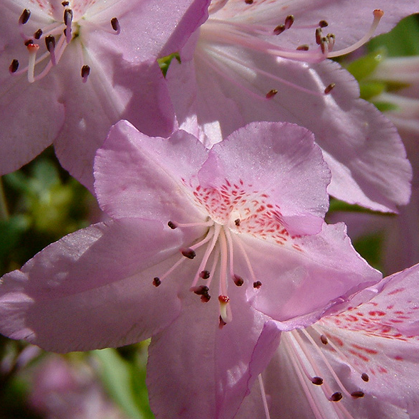 Mildred Mae Azalea with colorful blooms and dark purple blotches