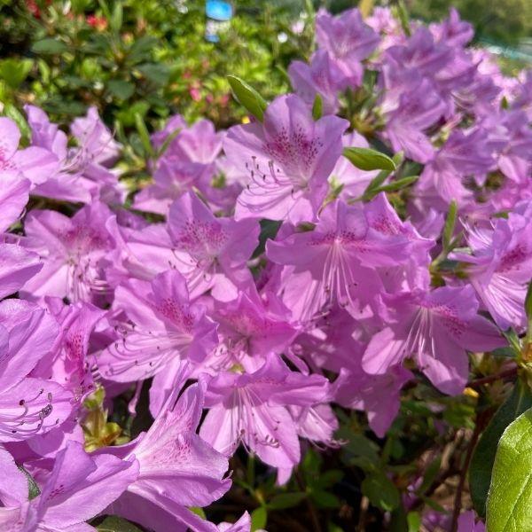 cluster of purple flowers covering the mildred mae azalea shrub