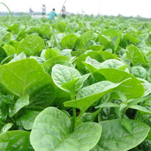 Big Leaf Malabar Spinach Seeds
