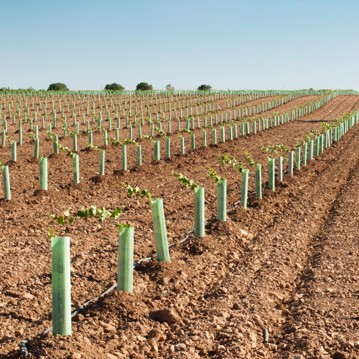 mass of trees planted and protected by bio tree spirals