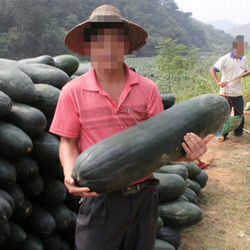 Black-Skin-Wax-Gourd-Winter-Melon-Seeds