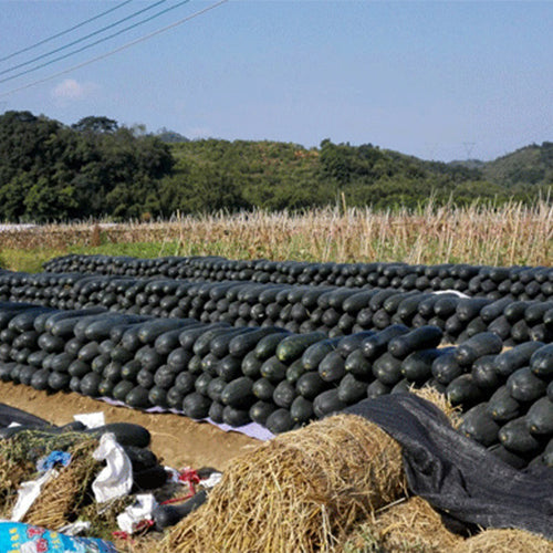 Black-Skin-Wax-Gourd-Winter-Melon-Seeds