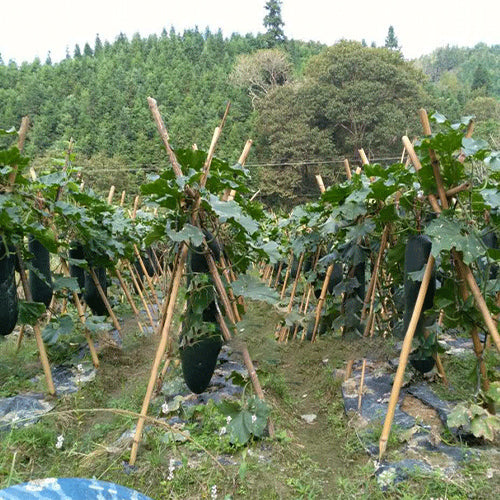 Black-Skin-Wax-Gourd-Winter-Melon-Seeds