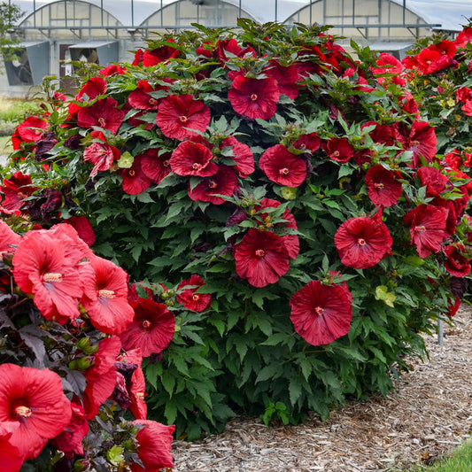 Blackberry Merlot Hardy Hibiscus with huge deep merlot red flowers blooming on an upright perennial plant in full sun