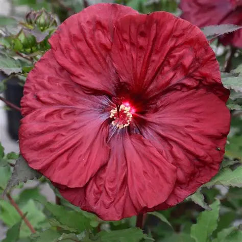 Close-up of Blackberry Merlot Hibiscus deep red flower with ruffled overlapping petals