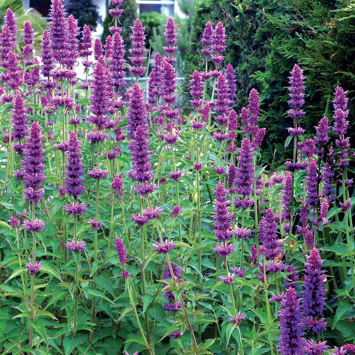 Blue Boa Agastache with large violet-blue flower spikes blooming in a sunny pollinator garden