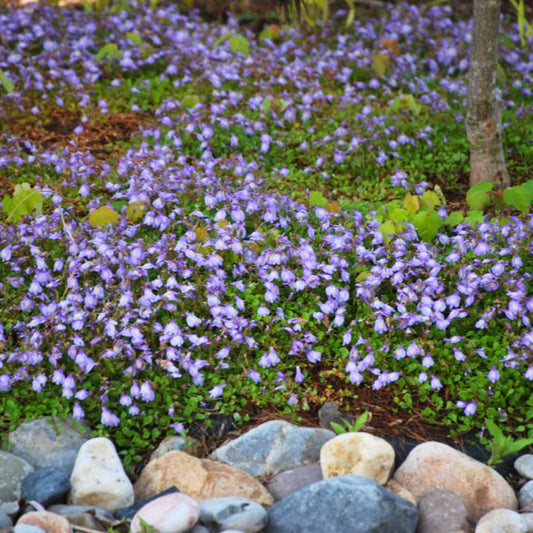 Blue creeping mazus forming a low carpet along a path, tiny green leaves topped with lilac-blue spring blooms in bright shade.