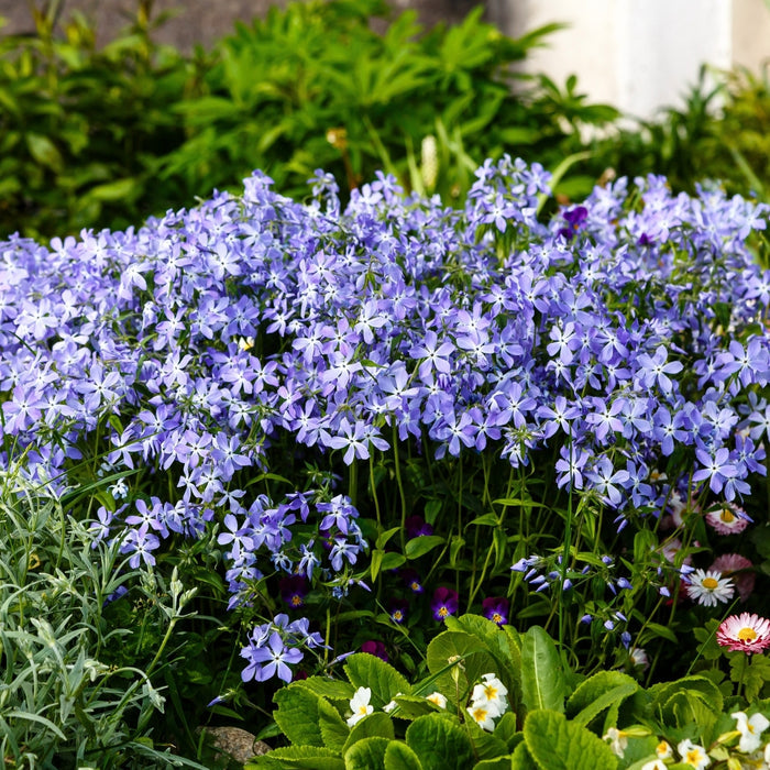 Blue Moon woodland phlox showing low mounding habit and spreading mat, about 8–12 inches tall with dense green leaves.