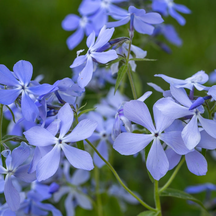 Close-up of Blue Moon phlox flowers, fragrant lilac-blue petals with soft texture blooming in early spring above green foliage.