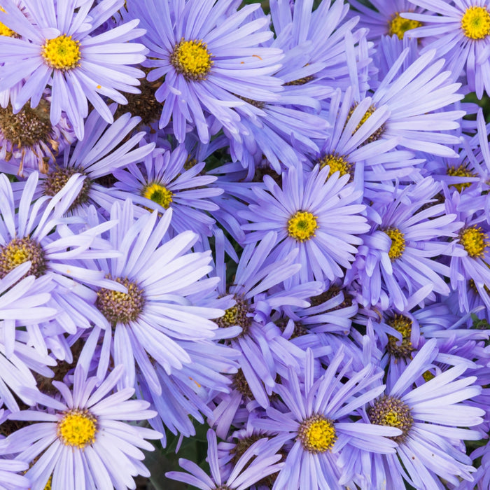 Close-up of Aster ‘Bluebird’ blooms—pale blue daisy flowers with golden centers, late-season nectar for bees and butterflies.