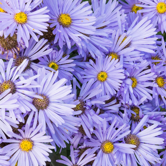 Close-up of Aster ‘Bluebird’ blooms—pale blue daisy flowers with golden centers, late-season nectar for bees and butterflies.