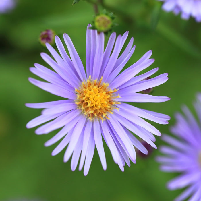 Close-up of Aster ‘Bluebird’ blooms, pale sky-blue petals with golden centers, a late-fall nectar source for bees and butterflies.