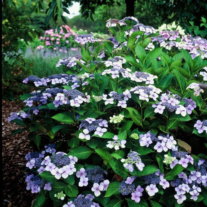 Bluebird Lacecap Hydrangea in Full Summer Bloom as Accent Shrub in Landscape