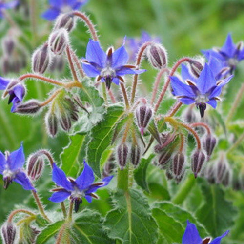 Borago Officinalis & Borage Seeds