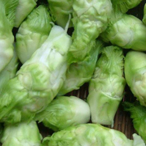 Brassica juncea & Hold dish Seeds