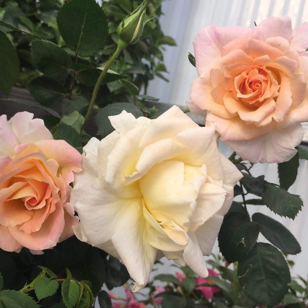Brindabella Glow Rose Shrub with Blend of Pink, Yellow, and Cream Flowers