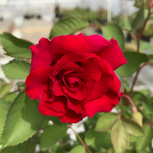 bright red flower clusters on Brindabella Red Empress Rose Shrubs