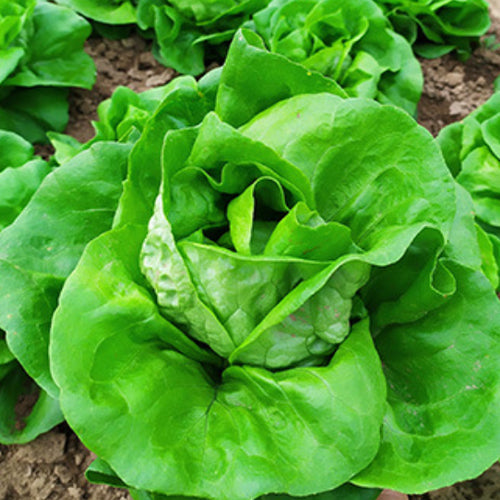Butter Lettuce Seeds
