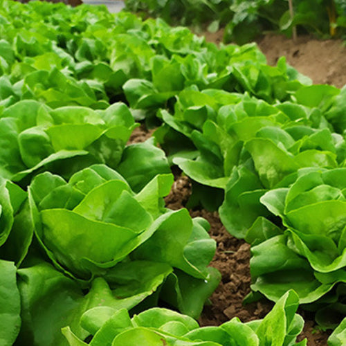 Butter Lettuce Seeds