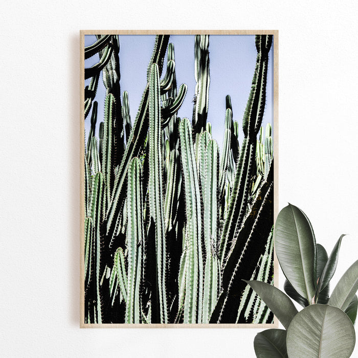 Cacti Photographic Hahnemühle Print