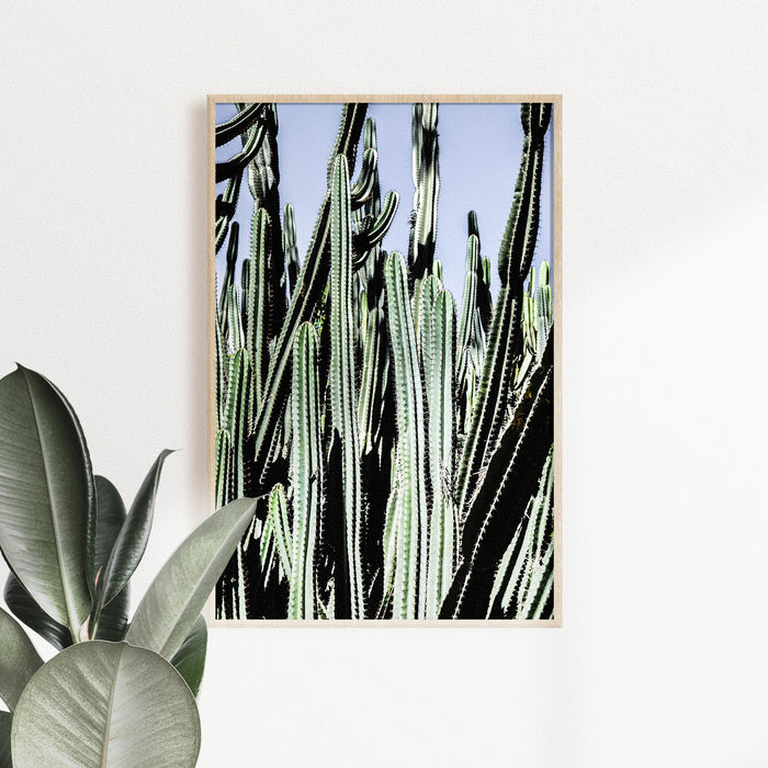 Cacti Photographic Hahnemühle Print