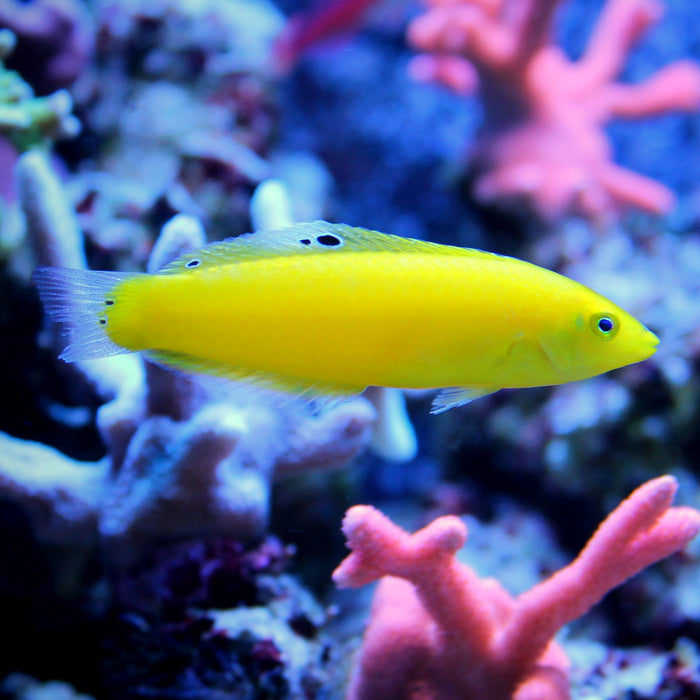 Canary Wrasse