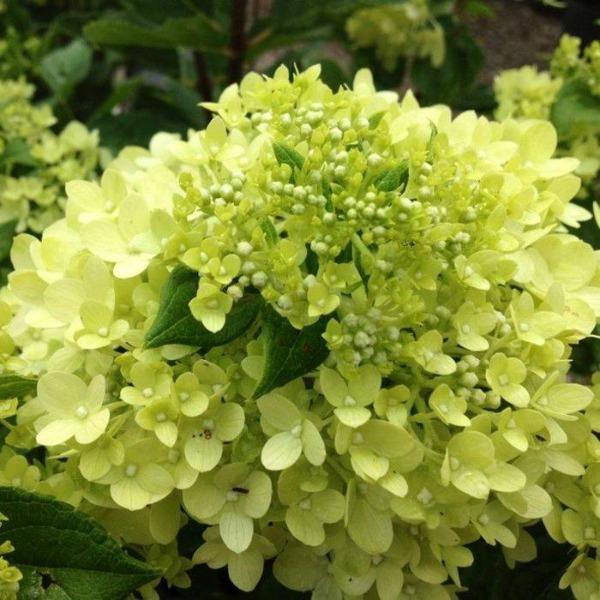 Candy Apple Hydrangea Shrub with Lime Green Flowers in Full Bloom