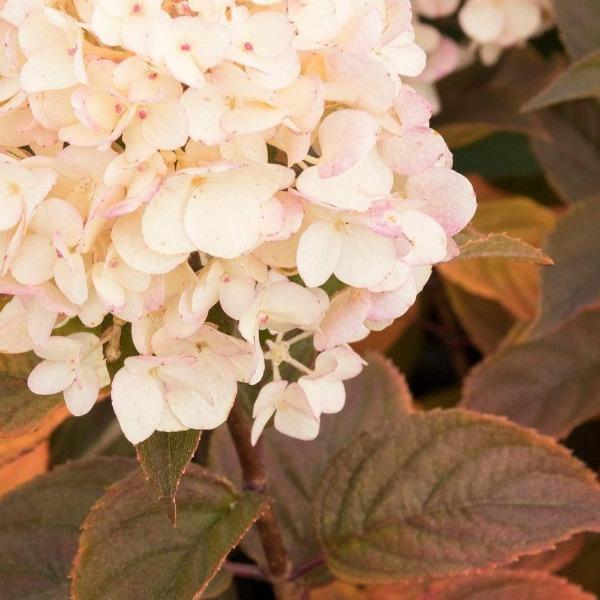 Candy Apple Hydrangea Foliage and Flowers Transition to Burgundy in the Fall