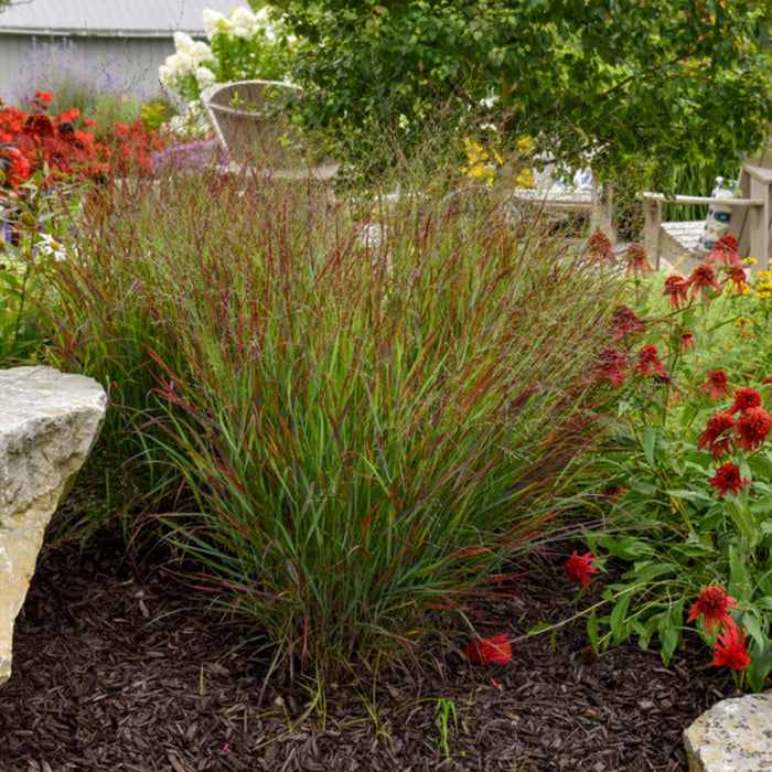 Cheyenne Sky Switchgrass growing in a sunny landscape bed with upright wine-red foliage and airy flower plumes