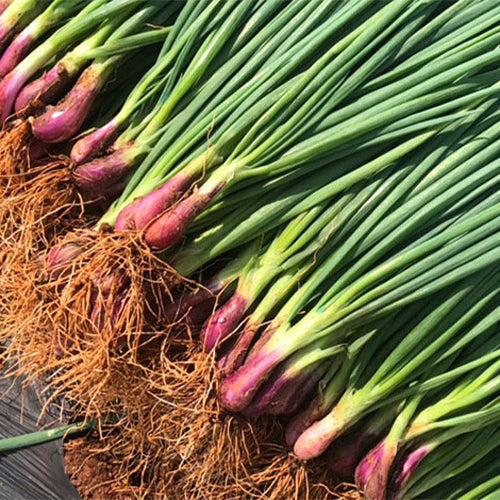 Chives-Red-Onion-Seeds