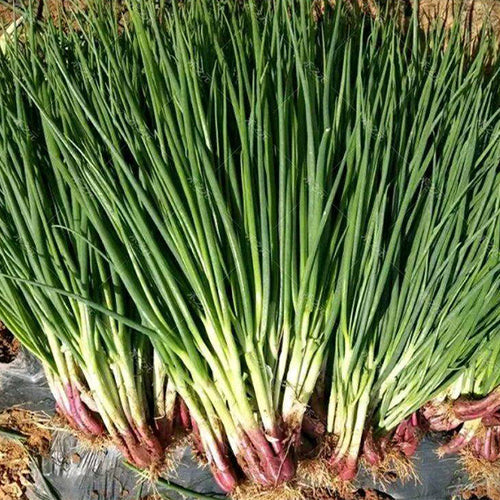 Chives-Red-Onion-Seeds