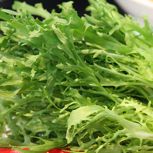 Chjcory & Endive Seeds