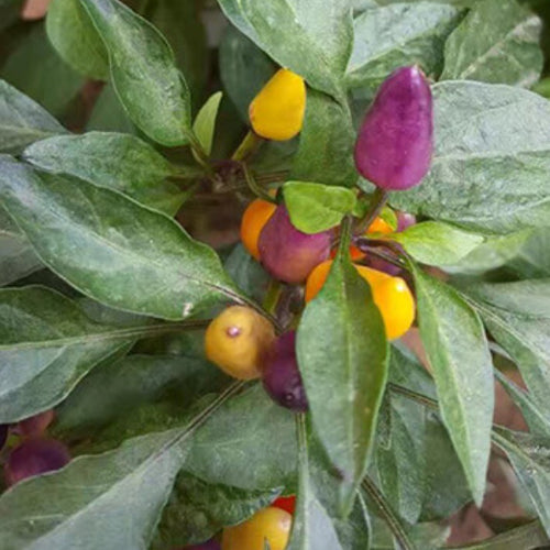 Coloful Mini Pepper Seeds