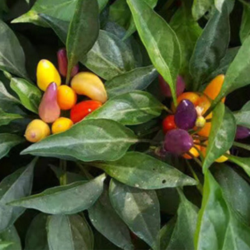 Coloful Mini Pepper Seeds