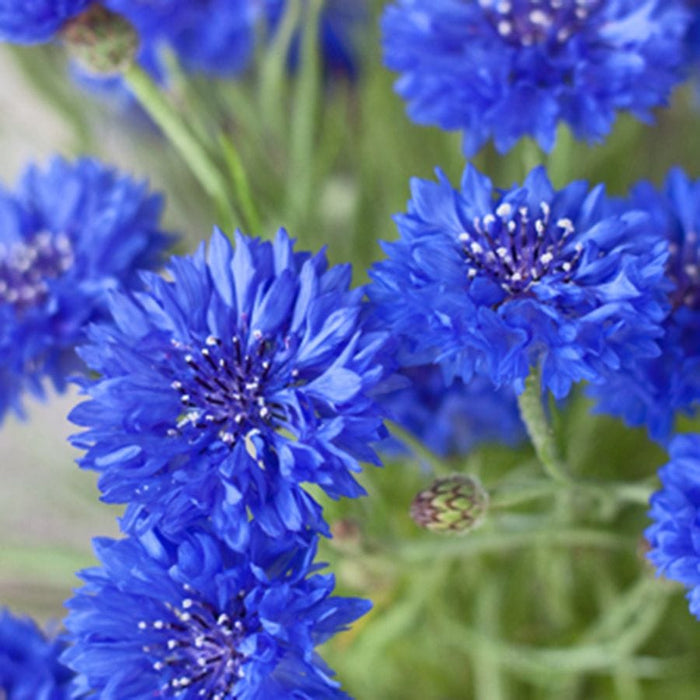 Cornflower Power Seedbom