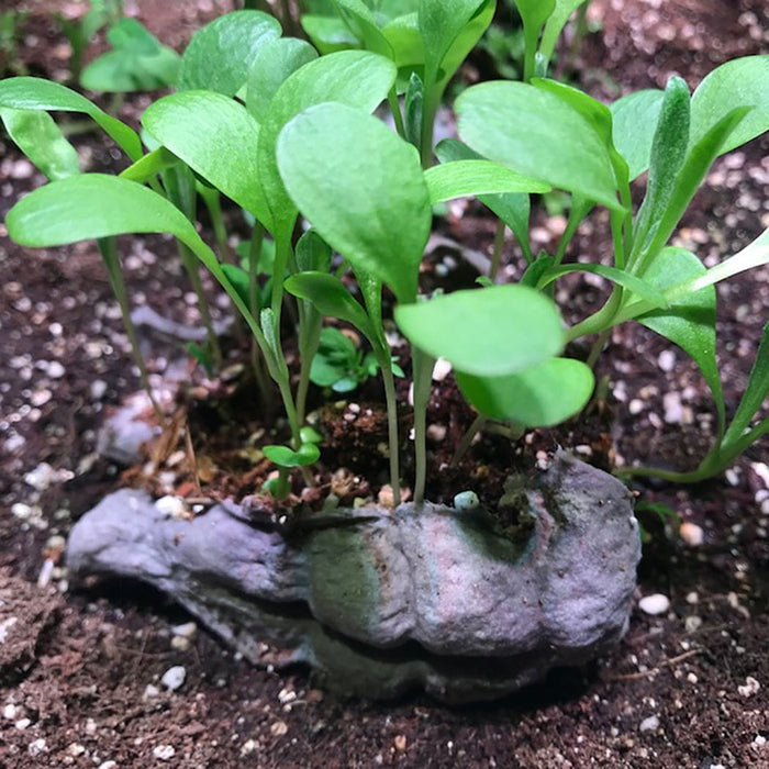 Cornflower Power Seedbom