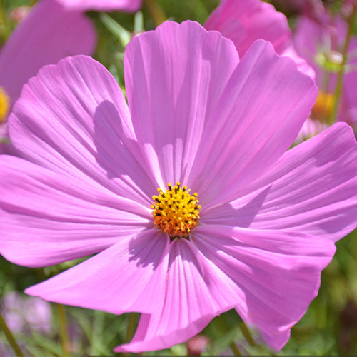 1000 Seeds / Tall Pink